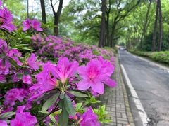 -东湖磨山景区