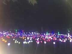 -洛阳郁金香牡丹园