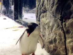 -悉尼海洋生物水族馆
