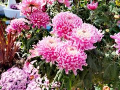 -上海共青森林公园