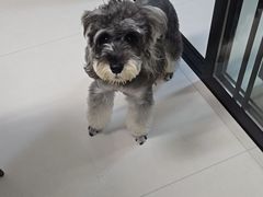 -翊宠yipet猫狗购宠庄园犬舍•猫舍