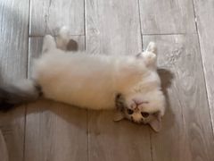 -PETKIT小佩宠物·低压洗护(国顺东路店)