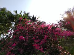 -深圳仙湖植物园