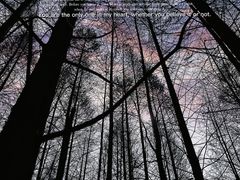 -桤木河湿地公园