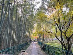 -云栖竹径