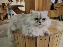 -Heymao猫咖.咖啡厅(东门店)
