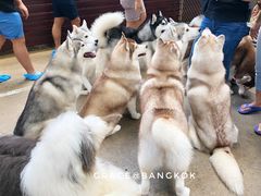 -TrueLove @ Neverland (Husky Cafe)