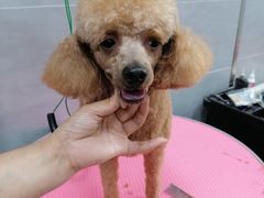 -宠福鑫康馨动物医院·骨科·眼科