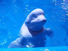 -海合安青岛极地海洋公园