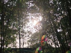 -望江楼公园