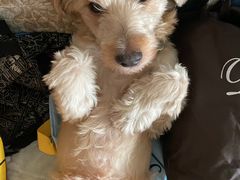 -袖虎宠物(锦绣生态园店)