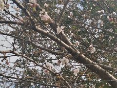 -高东镇樱花园