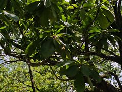 -荔湾湖公园
