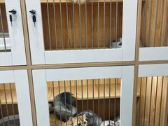 -爱洗澡的猫(天河路店)