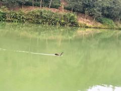 -广州白江湖森林公园