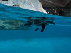 -帝企鹅自助餐厅•儿童岛•真企鹅(长隆企鹅酒店)