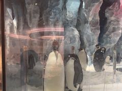 -帝企鹅自助餐厅•儿童岛•真企鹅(长隆企鹅酒店)