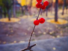 -大兴滨河森林公园