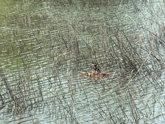 -野鸭湖国家湿地公园