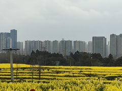 -三圣花乡旅游区