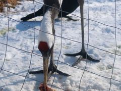 -钏路市丹顶鹤自然公园