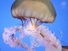 -太平洋海底世界