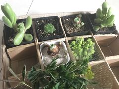 -龙大花卉苗木市场