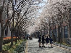 -金陵中学(河西分校)