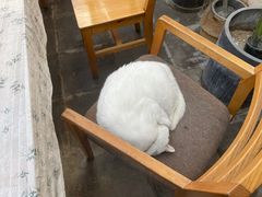 -猫的天空之城概念书店(苏州平江店)