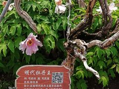 -曹州百花园