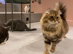 -猫儿山۰猫主题餐厅