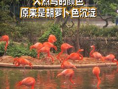 -广州动物园