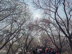 -桃花堤公园