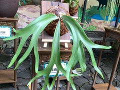 -深圳仙湖植物园