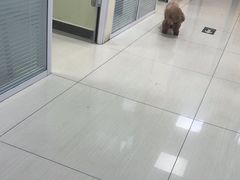 -全心全意连锁动物医院·微创中心·内科急重症·心脏专科(丰管路店)