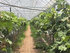 -马陆小张葡萄园农家乐