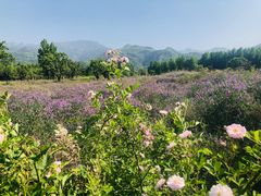 -秦岭风景区
