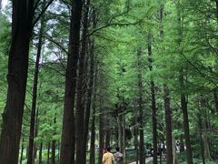 -广州市帽峰山景区