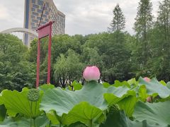 -陈家山荷花公园