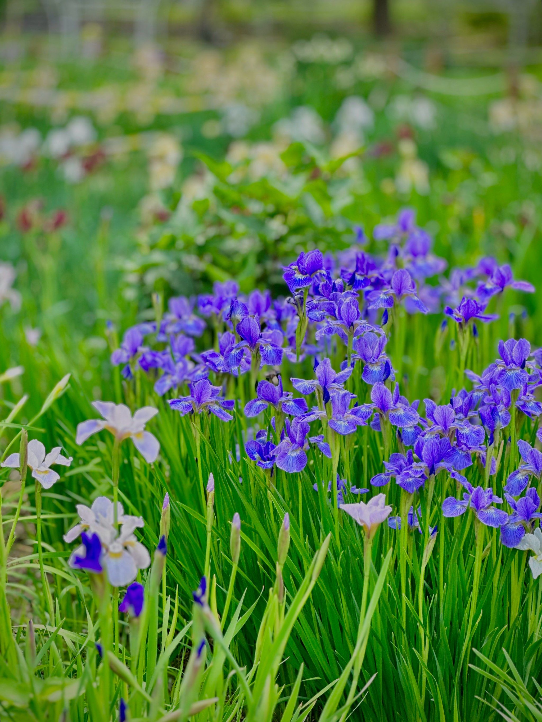 💐国植鸢尾兰盛放的夏天🧧才能叫莫奈的花园