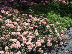 -东方体育中心(地铁站)