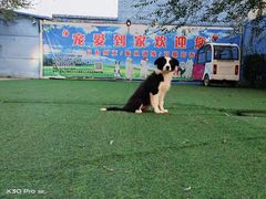 -宠物寄养训练学校