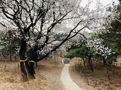 -北京西山国家森林公园