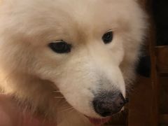 -more than meow吴止猫主题餐厅(承德 中船汇店)