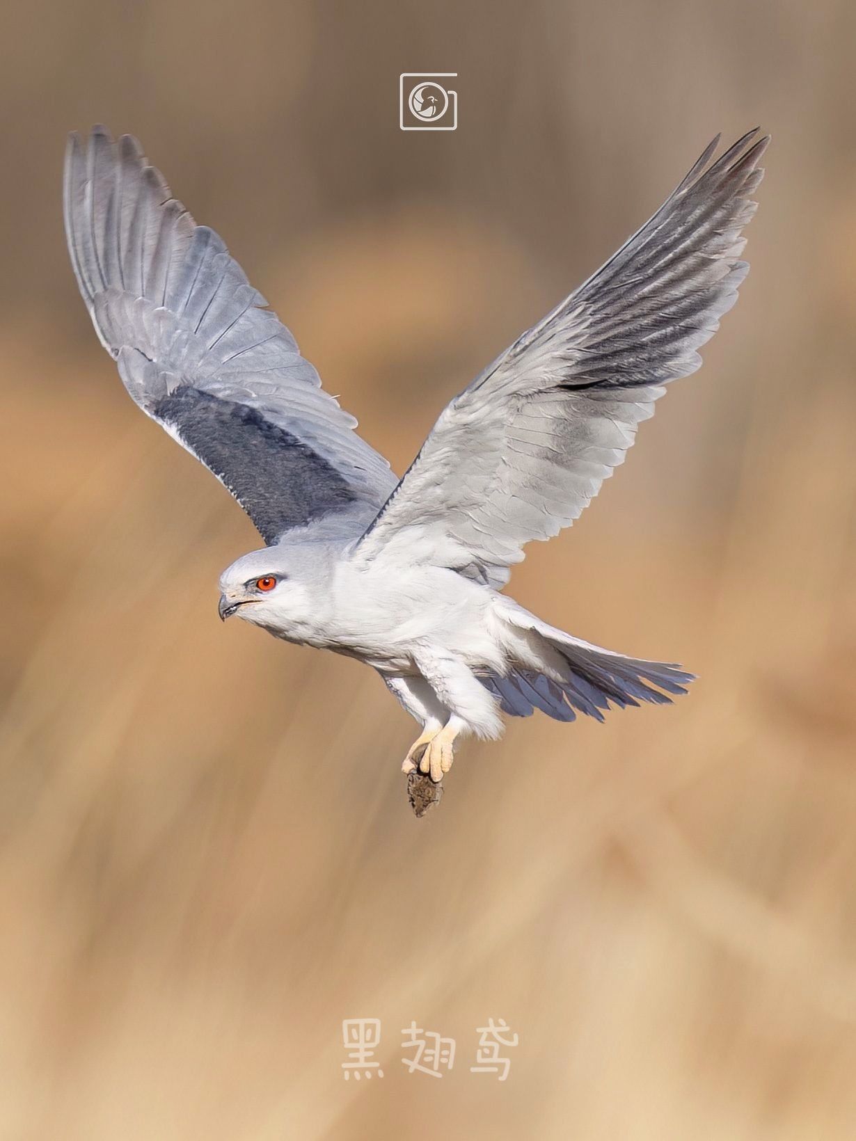温榆河畔的黑翅鸢