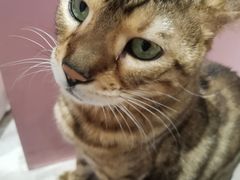 -猫小院猫主题餐厅(三里屯店)