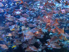 -成都浩海立方海洋公园