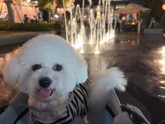 -翊宠yipet猫狗购宠庄园犬舍•猫舍