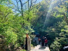 -王顺山国家森林公园