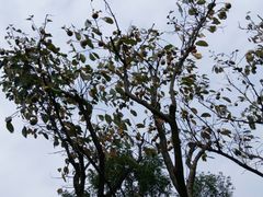 -杭州湾海上花田景区